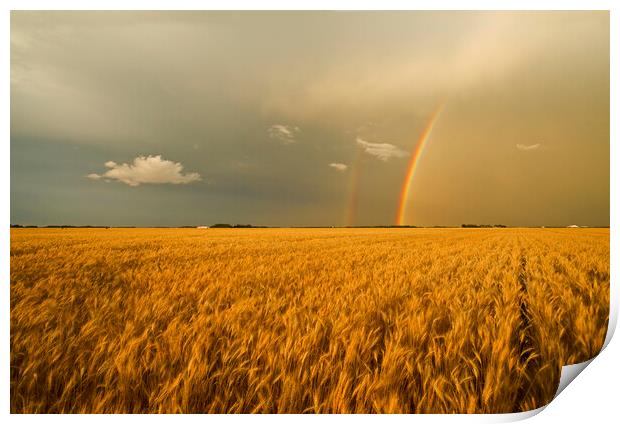 rainbow over winter wheat field Print by Dave Reede