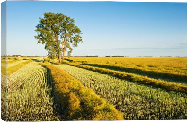 swathed canola and cottonwood tree Canvas Print by Dave Reede