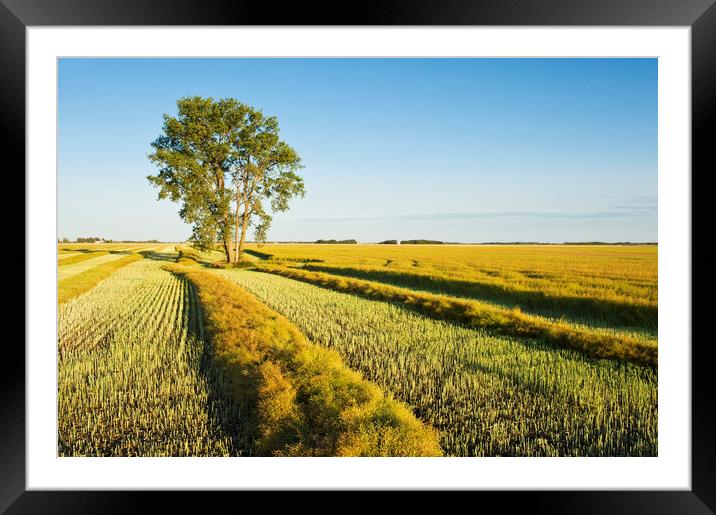 swathed canola and cottonwood tree Framed Mounted Print by Dave Reede