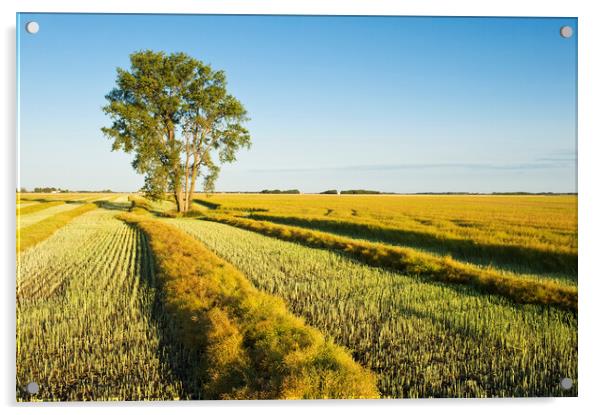 swathed canola and cottonwood tree Acrylic by Dave Reede