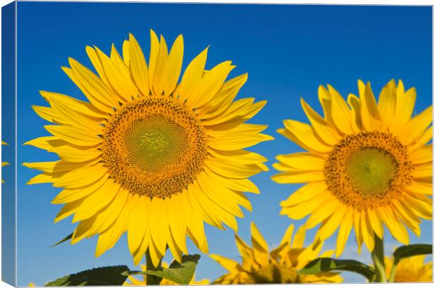 Sunflowers Canvas Print by Dave Reede