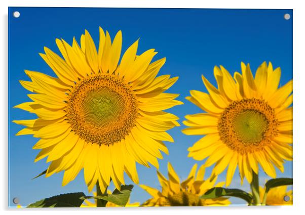 Sunflowers Acrylic by Dave Reede