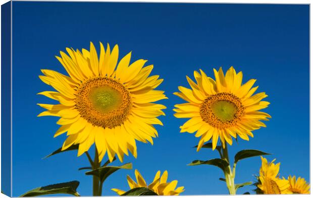 Two Sunflowers Canvas Print by Dave Reede