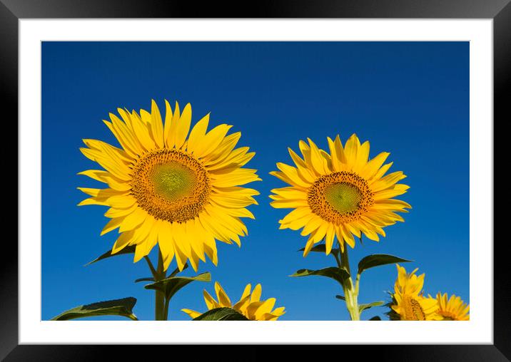 Two Sunflowers Framed Mounted Print by Dave Reede