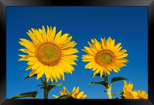Two Sunflowers Framed Print by Dave Reede