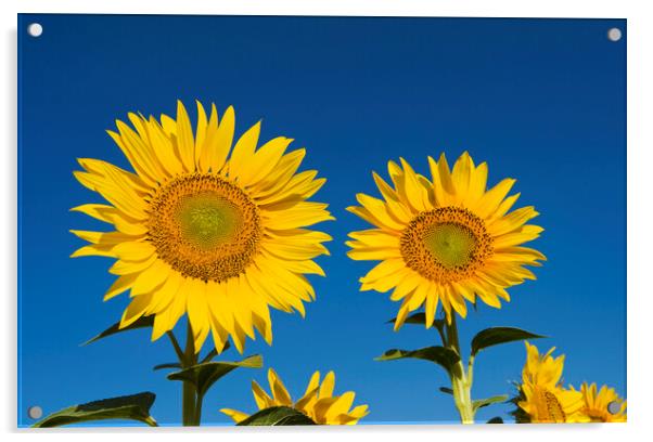 Two Sunflowers Acrylic by Dave Reede