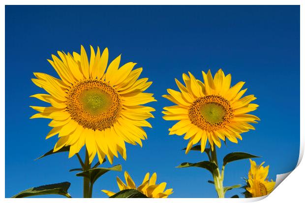 Two Sunflowers Print by Dave Reede