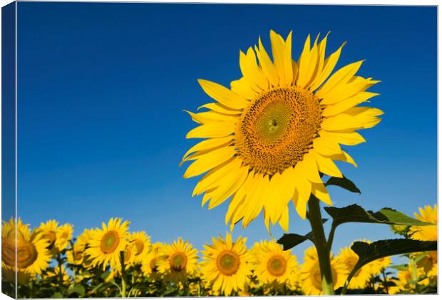 Single Sunflower Canvas Print by Dave Reede