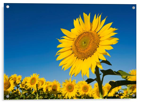 Single Sunflower Acrylic by Dave Reede