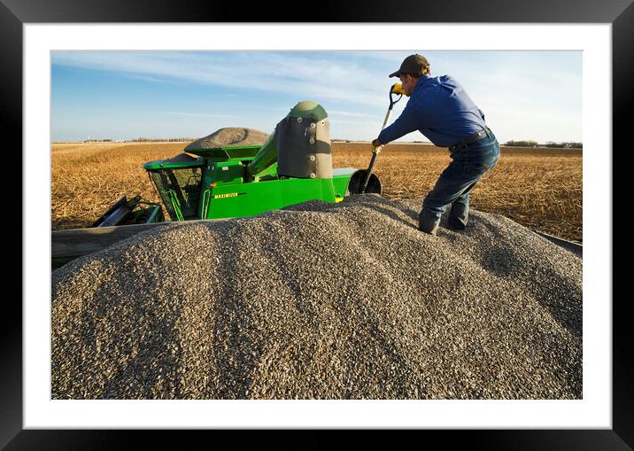 a man shovels sunflowers in a grain wagon Framed Mounted Print by Dave Reede