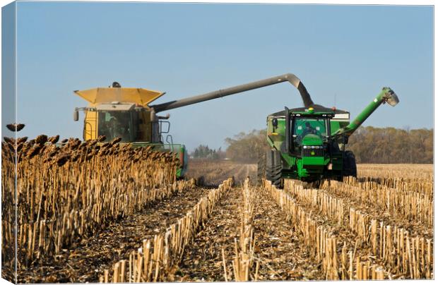 sunflower harvest Canvas Print by Dave Reede