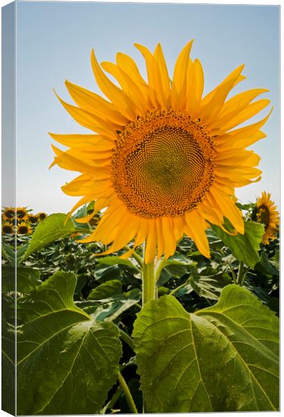 Sunflower Canvas Print by Dave Reede