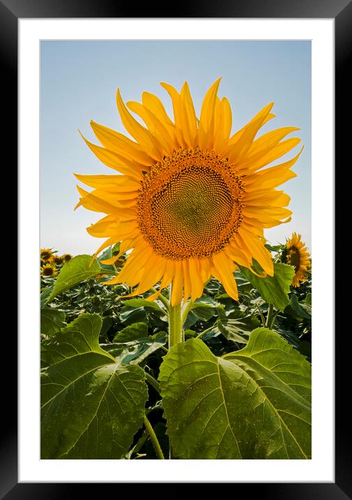 Sunflower Framed Mounted Print by Dave Reede