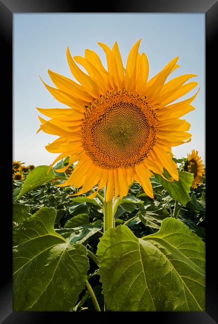Sunflower Framed Print by Dave Reede