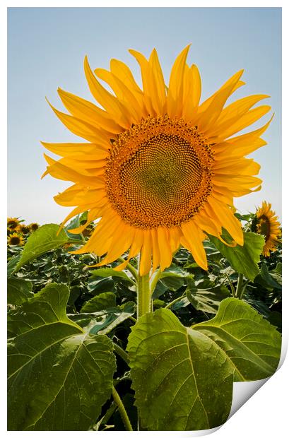 Sunflower Print by Dave Reede