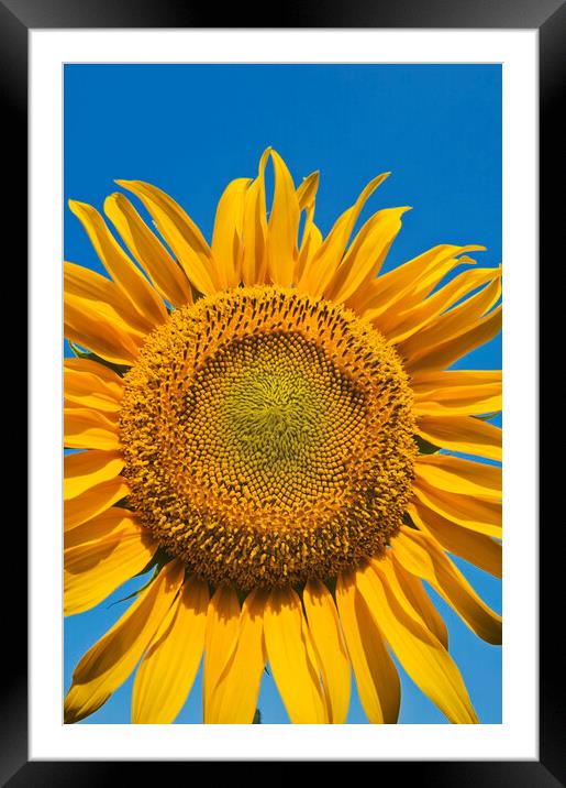 Sunflower Head Framed Mounted Print by Dave Reede