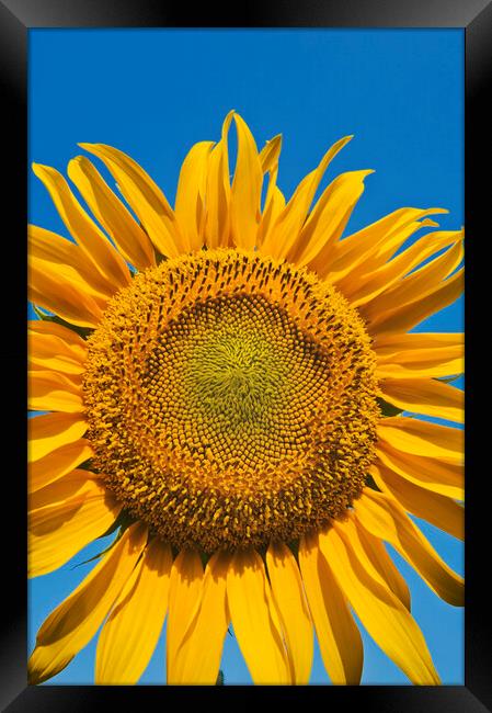 Sunflower Head Framed Print by Dave Reede