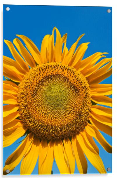 Sunflower Head Acrylic by Dave Reede