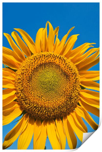 Sunflower Head Print by Dave Reede