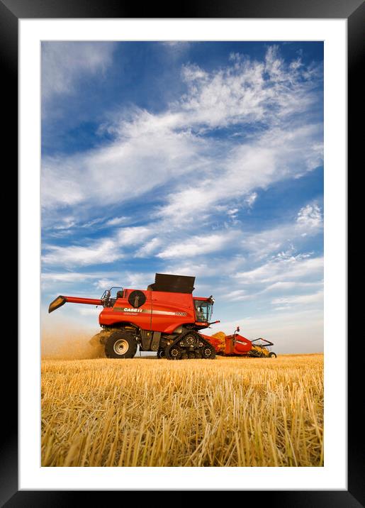barley harvest Framed Mounted Print by Dave Reede