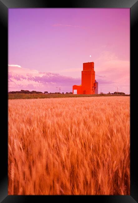 maturing spring wheat field with grain elevator in the background Framed Print by Dave Reede