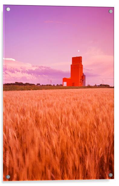 maturing spring wheat field with grain elevator in the background Acrylic by Dave Reede
