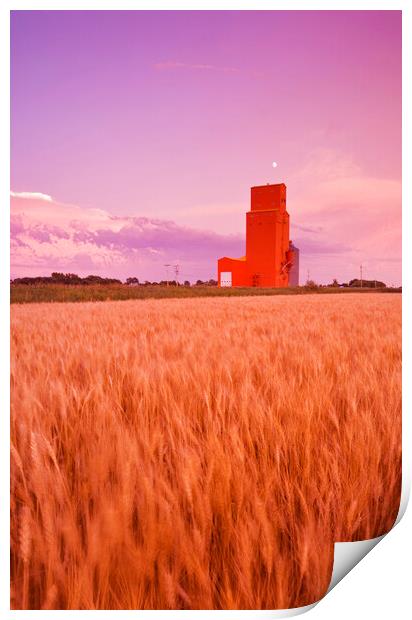 maturing spring wheat field with grain elevator in the background Print by Dave Reede