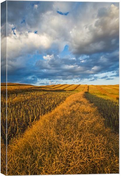 mature, harvest ready canola swaths Canvas Print by Dave Reede