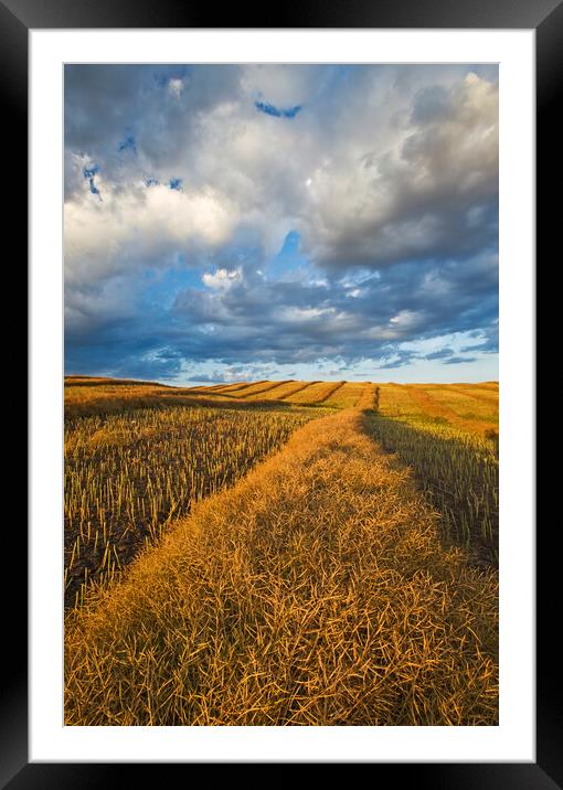 mature, harvest ready canola swaths Framed Mounted Print by Dave Reede