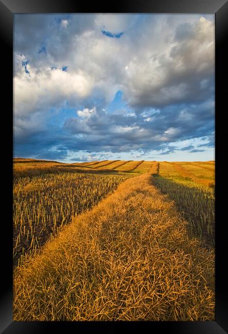 mature, harvest ready canola swaths Framed Print by Dave Reede