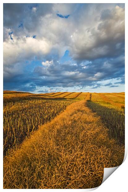 mature, harvest ready canola swaths Print by Dave Reede