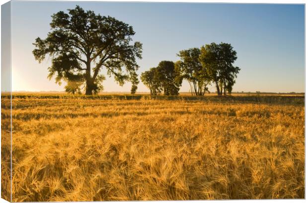 mature, harvest ready winter wheat field Canvas Print by Dave Reede