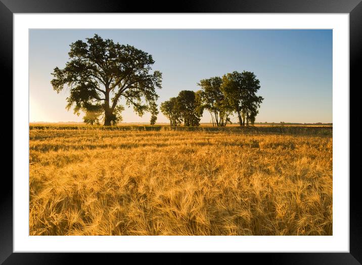 mature, harvest ready winter wheat field Framed Mounted Print by Dave Reede