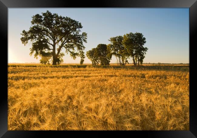 mature, harvest ready winter wheat field Framed Print by Dave Reede