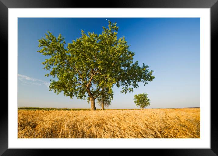 cottonwood tree in a mature, harvest ready winter wheat field Framed Mounted Print by Dave Reede