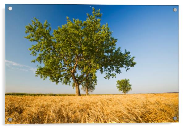 cottonwood tree in a mature, harvest ready winter wheat field Acrylic by Dave Reede