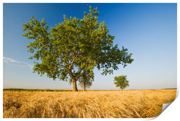 cottonwood tree in a mature, harvest ready winter wheat field Print by Dave Reede