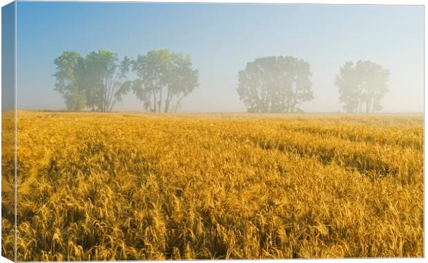 mature barley field with trees  in background Canvas Print by Dave Reede