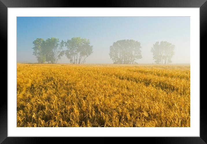 mature barley field with trees  in background Framed Mounted Print by Dave Reede