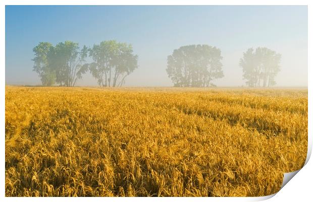 mature barley field with trees  in background Print by Dave Reede