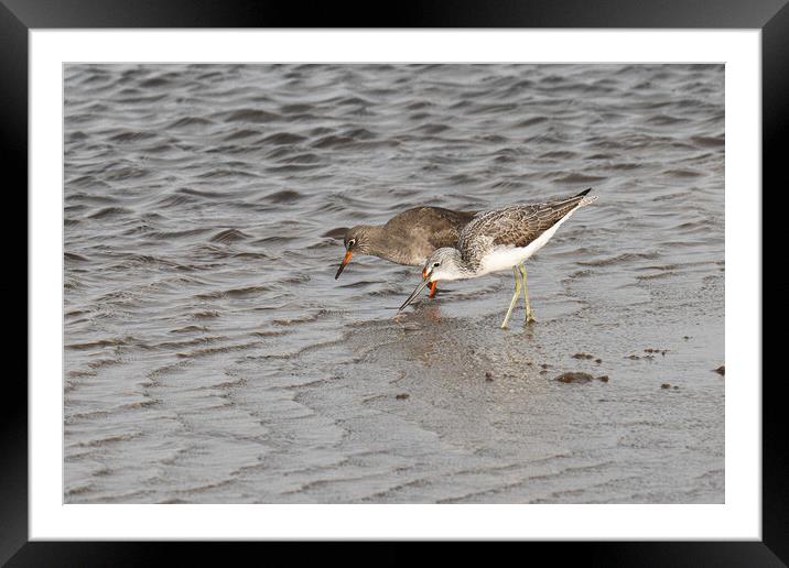 Redshank, Greenshank Framed Mounted Print by kathy white