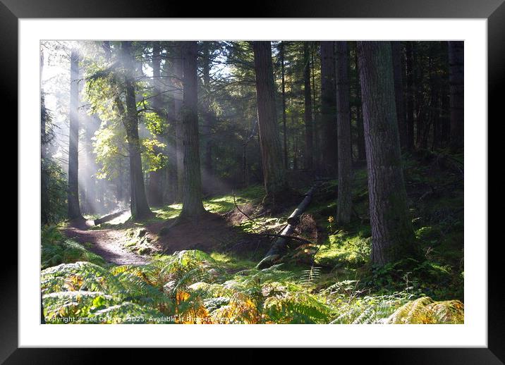 Autumn Sun in the Forest Framed Mounted Print by Lee Osborne