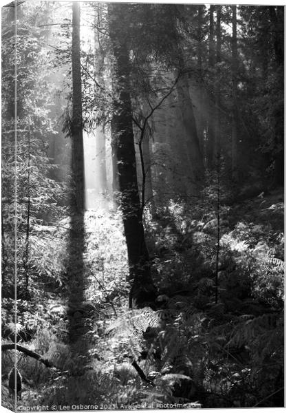 Light in the Forest Canvas Print by Lee Osborne