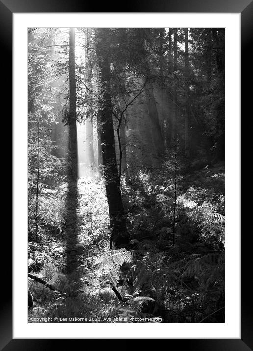 Light in the Forest Framed Mounted Print by Lee Osborne