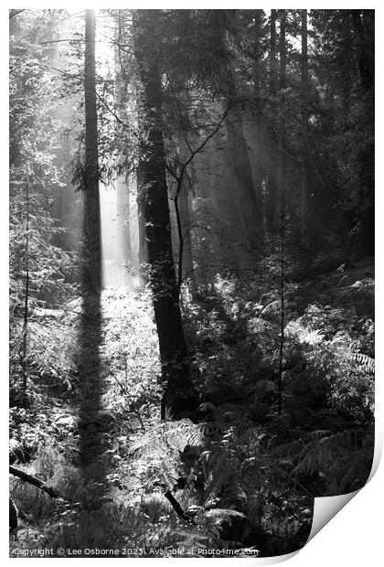 Light in the Forest Print by Lee Osborne
