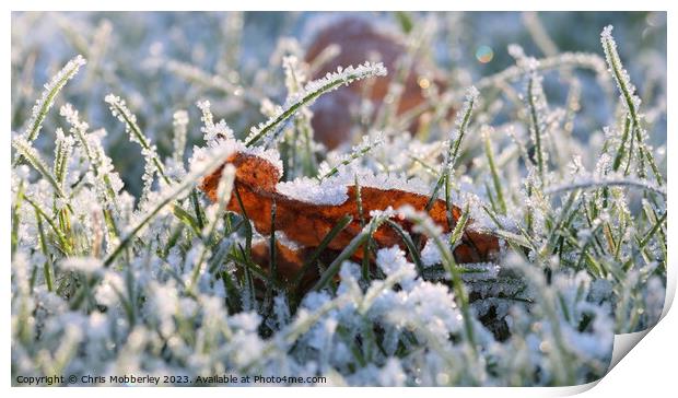 A frosty leaf Print by Chris Mobberley