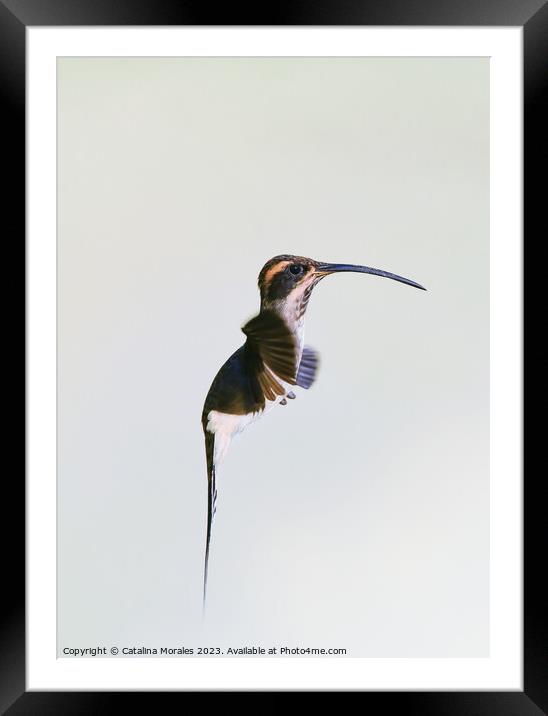 Others Close Up view of a Hermit hummingbird in flight  Framed Mounted Print by Catalina Morales