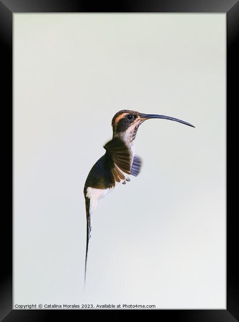 Others Close Up view of a Hermit hummingbird in flight  Framed Print by Catalina Morales