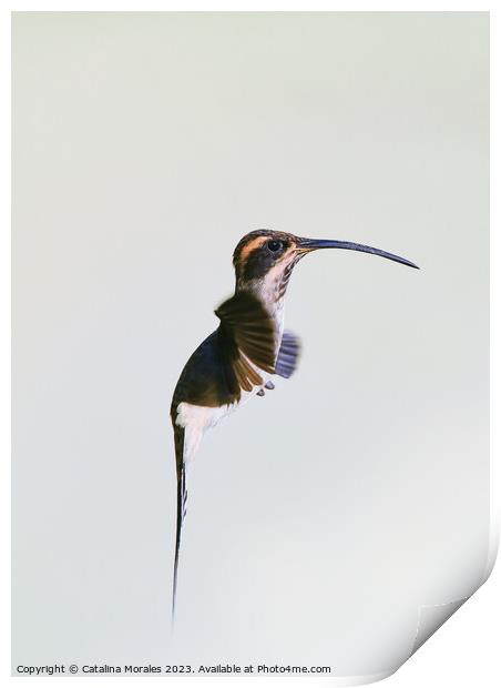 Others Close Up view of a Hermit hummingbird in flight  Print by Catalina Morales