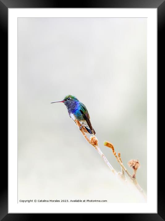 Sapphire-spangled Emerald Framed Mounted Print by Catalina Morales